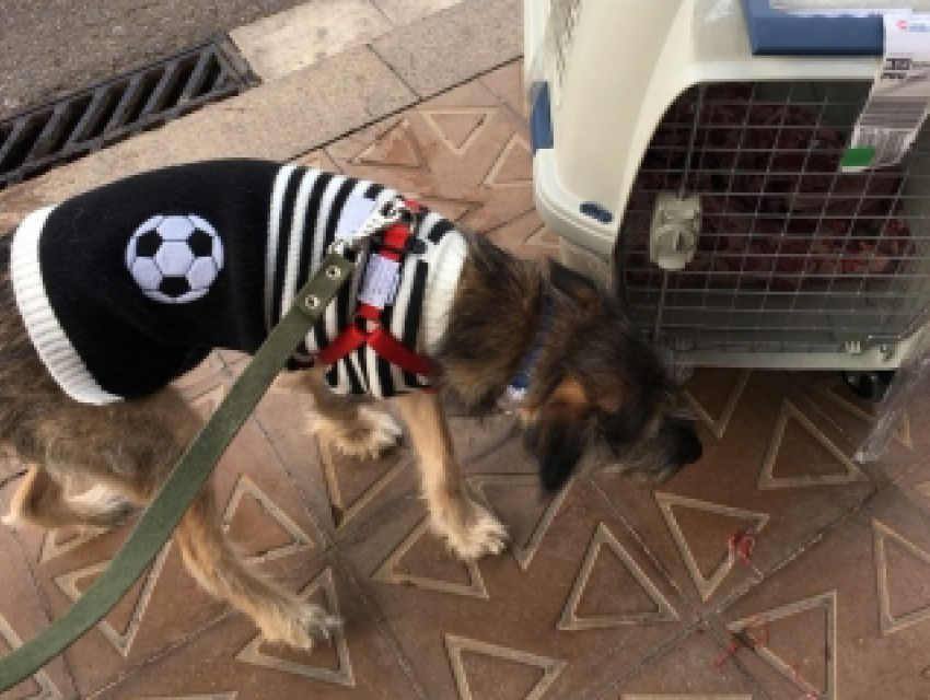 Переживший серьезную болезнь бездомный щенок из Ростова улетел жить в Испанию