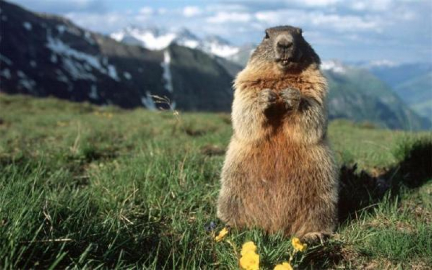 Популяцию сурка-байбака будут повышать в Ростовской области