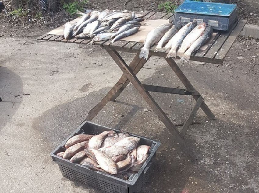Запрещенную рыбу залили ядом на обочине загазованной улицы в Ростове 
