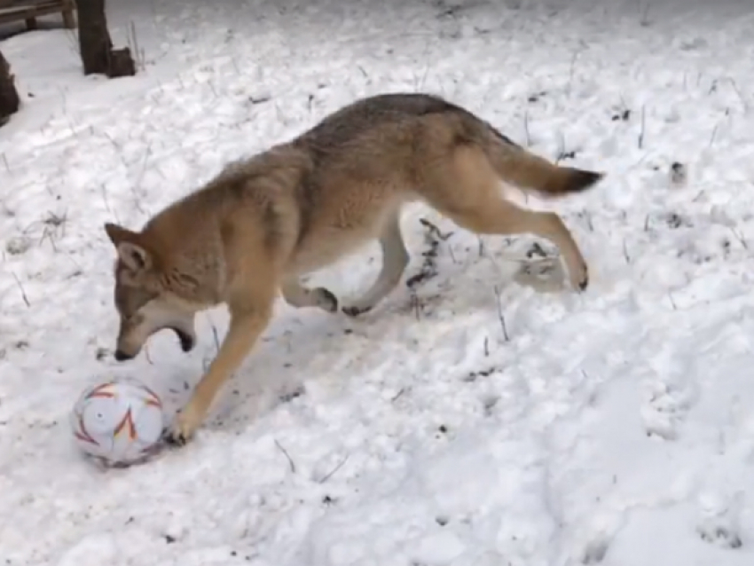 Удивительная волчица из зоопарка Ростова сыграла в футбол в снегу