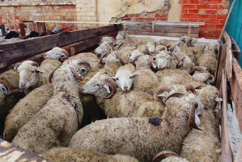 30 овец-нелегалов были задержаны в Зимовниках 