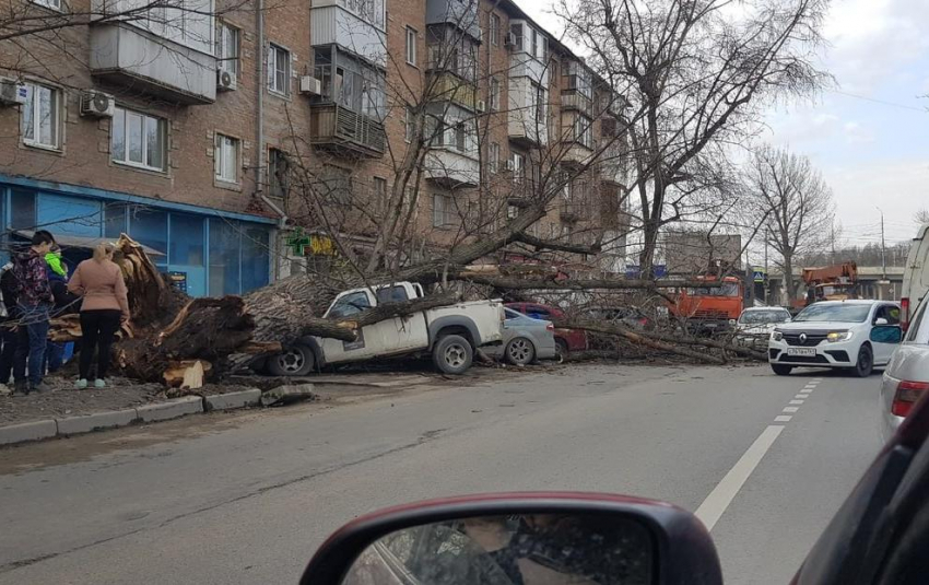 В Ростове рухнувшее на несколько машин дерево спровоцировало пробку