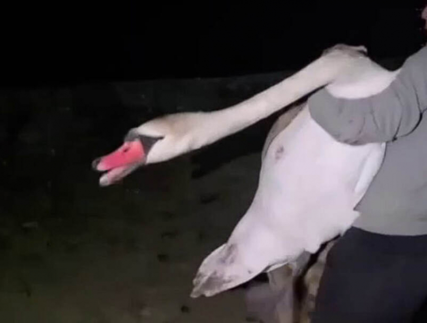 Лебедь с поврежденным крылом попросился к людям в Батайске 