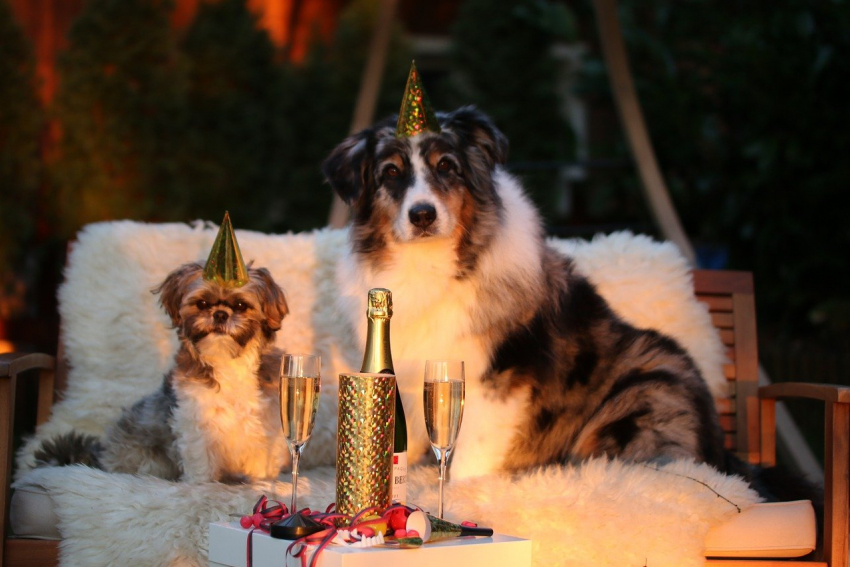 Веселый тусовщик или одинокий волк: тест «Блокнота» о том, как вы провели Новый год