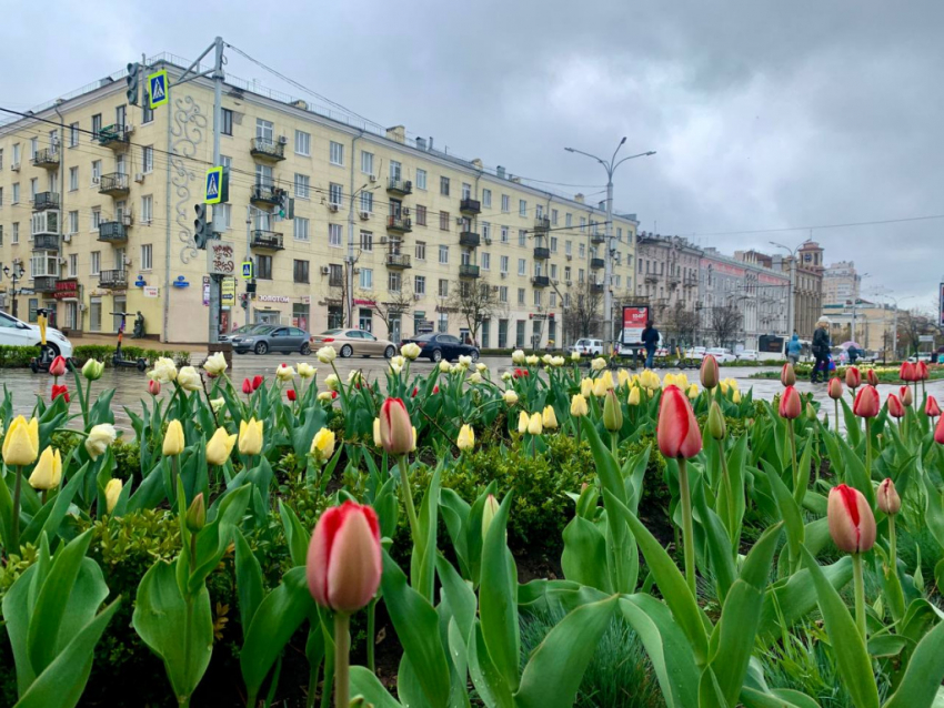 Более 120 тысяч тюльпанов высадят осенью в Ростове-на-Дону