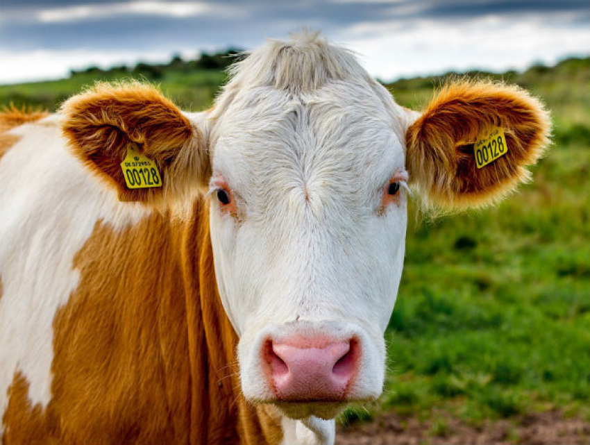 Молочка из ростовских магазинов пришлась по вкусу в Эмиратах  