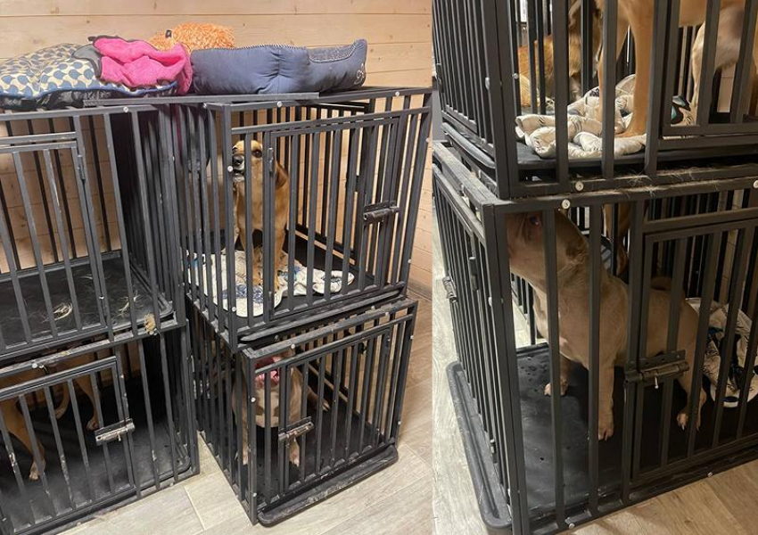 Били током и морили голодом: в подмосковном зооприюте пострадали собаки певицы Mona из Ростова