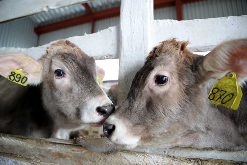 После скандала с болезнями скота в Сибири донские власти надеются на вакцинацию 