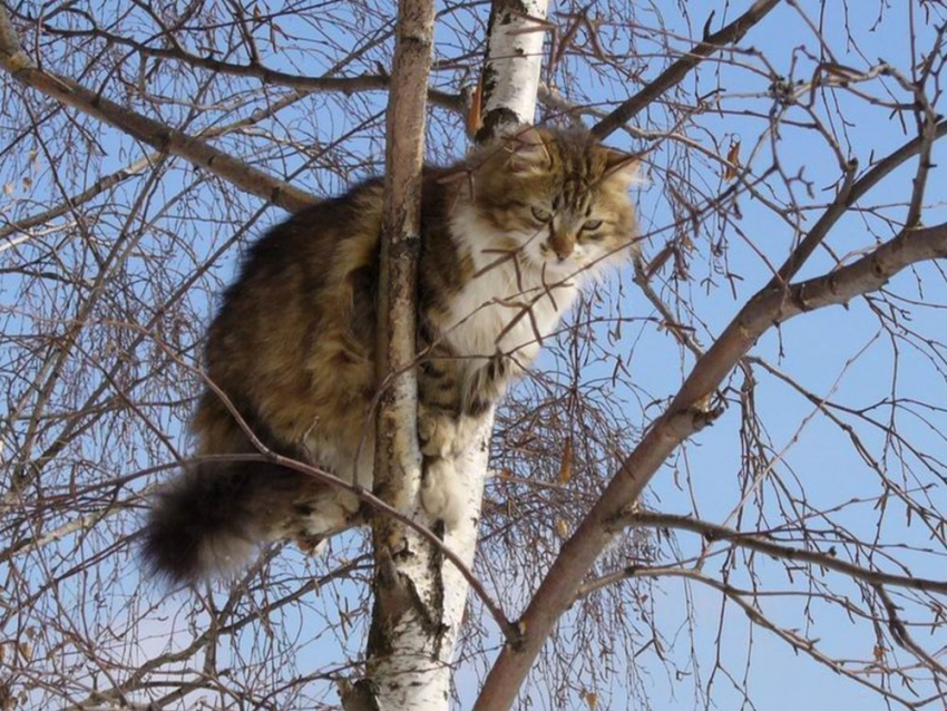 Жительница Новочеркасска хочет подать заявление в полицию на кота