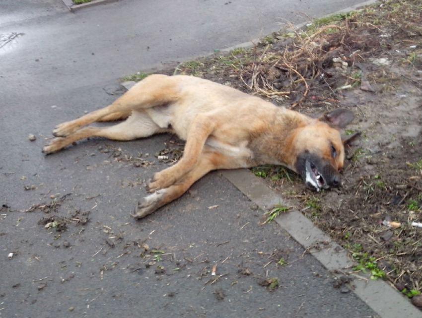 Отравленного догхантерами пса в Ростовской области не покидают друзья