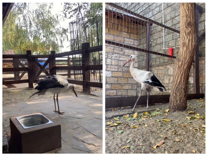 В парке «Лога» спасли выброшенного из гнезда аистенка