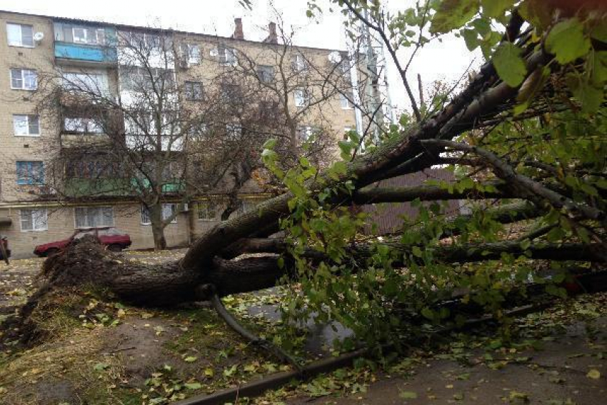 В Ростове из-за сильного ветра падают деревья