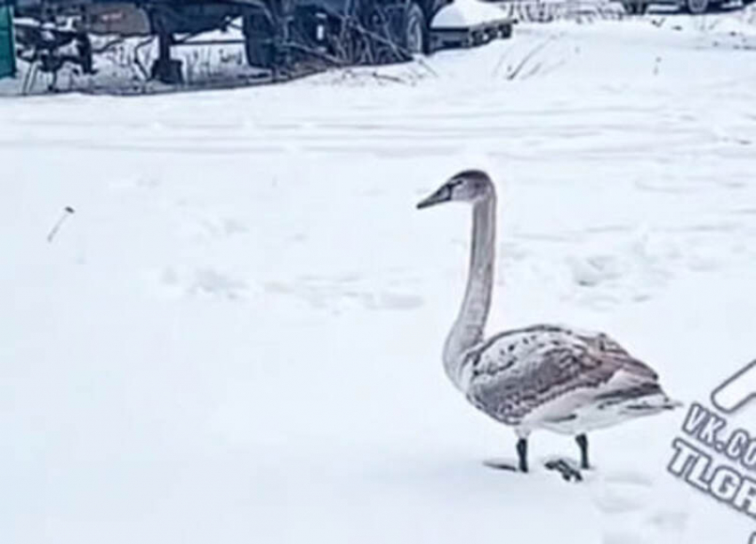 Симпатичный лебедь устроился на промпредприятие в Батайске 