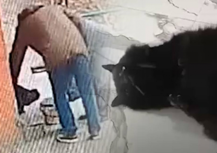 В Ростове украли онкобольную кошку, которая может погибнуть без лечения