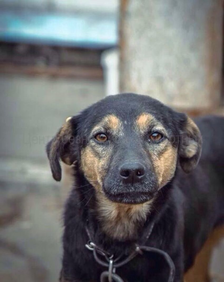 В Ростове ветврачи не смогли спасти собаку с разорванной диафрагмой