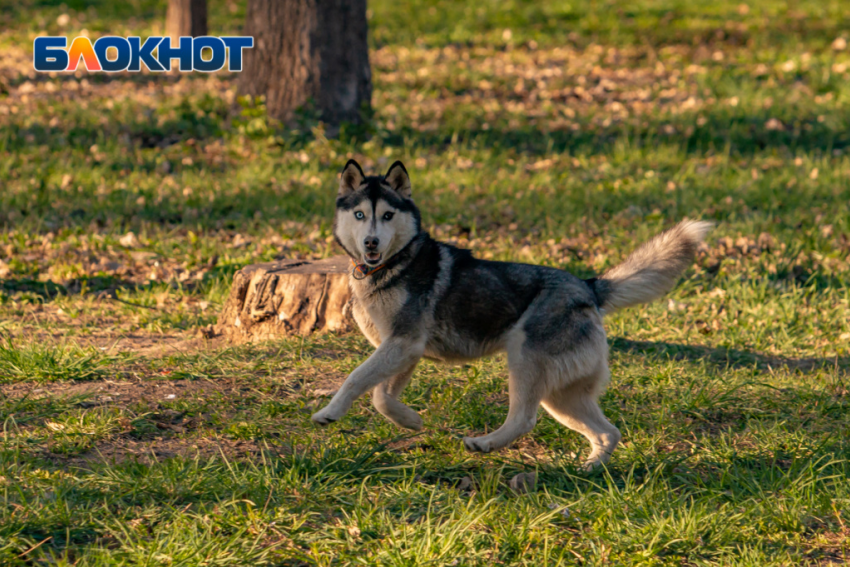 В Ростове-на-Дону ожидается облачная погода и слабый ветер 