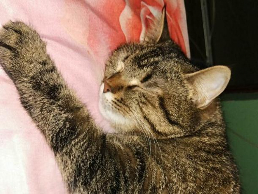 Дни становятся прохладнее: какая погода ждет ростовчан в понедельник, 2 сентября