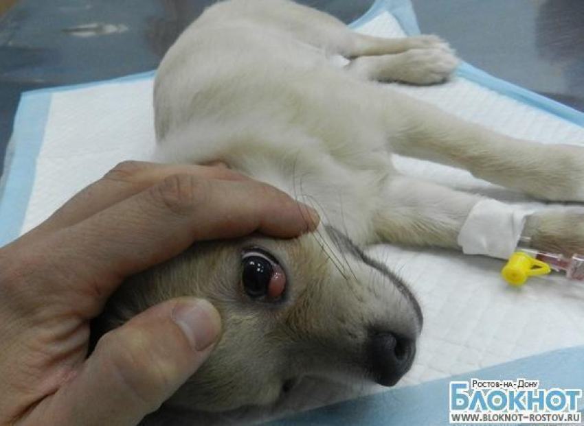  В Ростове собаке спасли глаз, вправив выпавшую слезную железу