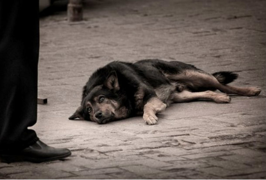 Ужасная смерть отравленных собак на рынке шокировала жителей Ростова