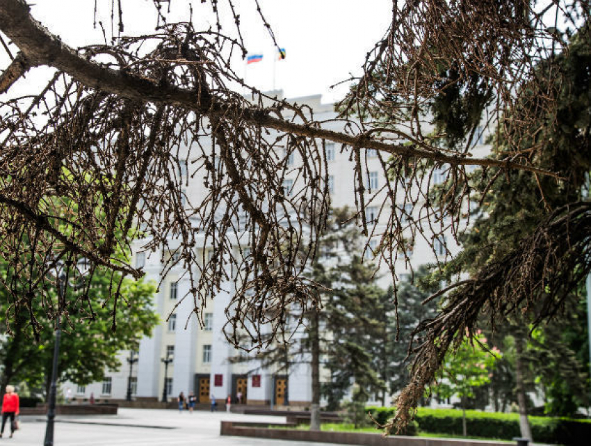 Засохшие на корню сосны у входа в правительство области назвали ростовчане городским позором