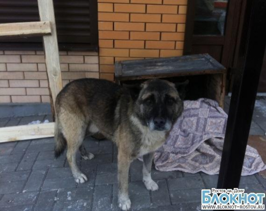 Донской Хатико: в Батайске пес больше года ждет хозяев, оставивших его возле дома