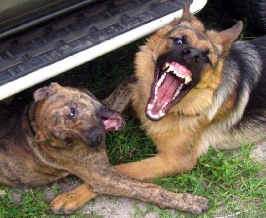 На Орской агрессивные собаки терроризирует горожан 
