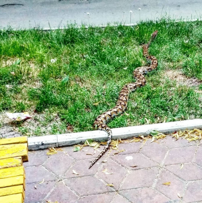 В центре Ростова выгуливают двухметровую змею