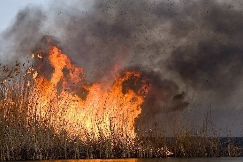 За полгода сгорело 46,7 га камыша в Ростовской области