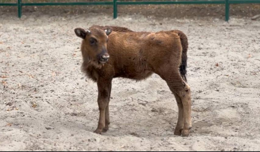 С именем для зубренка определились в Ростовском зоопарке