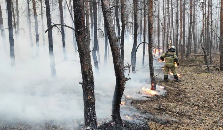 Два вертолета и более 700 человек тушат пожар в лесничестве в Ростовской области 