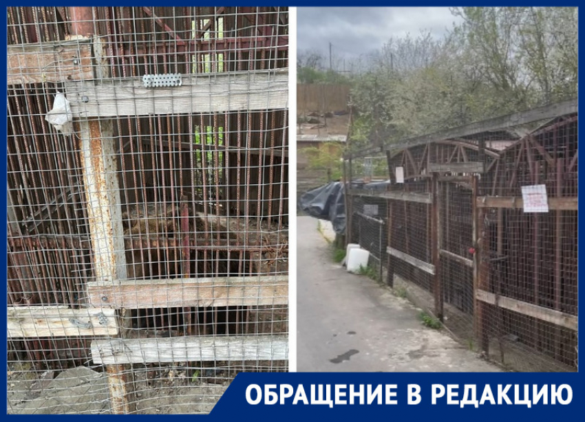 Состояние двух бурых медведей на территории отеля в Ростове пугает посетителей