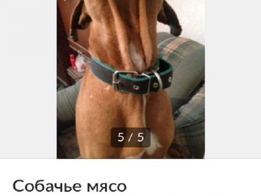 Ростовские живодеры начали продавать через интернет-магазин собачье мясо