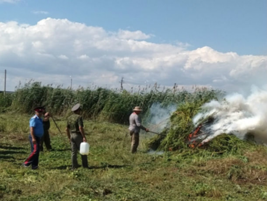 Донские казаки выследили делянки с дикой коноплей и спалили ее под Ростовом