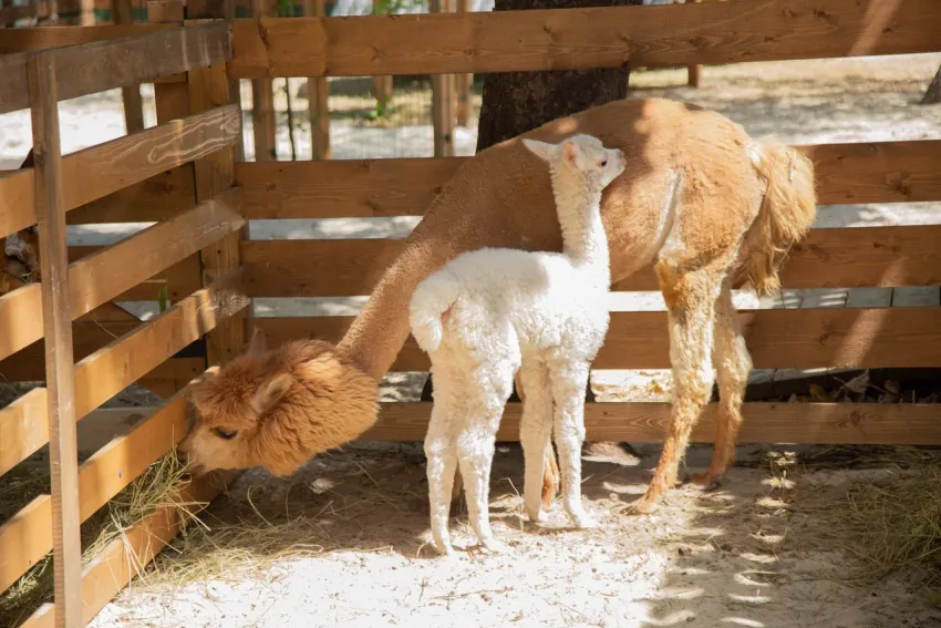 В Ростове в парке альпак появились на свет первые малыши