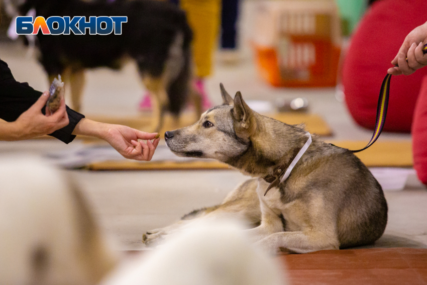 Льготную стерилизацию кошек и собак проведут в Ростовской области