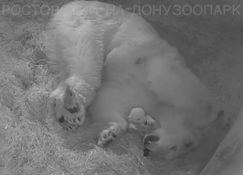 Трогательное видео с белым медвежонком показал ростовский зоопарк