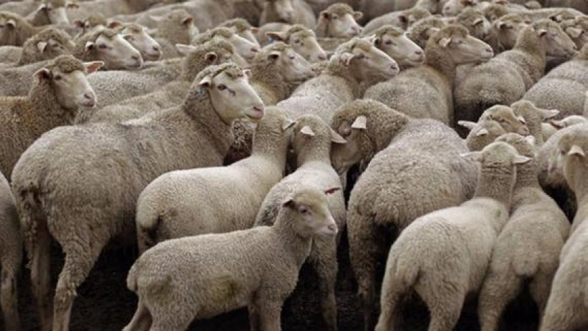 72 овцы были украдены у ростовского фермера 
