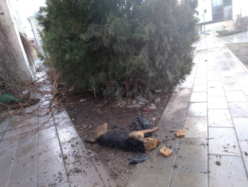 Свидетелями массового отравления собак стали шокированные прохожие в центре Ростова