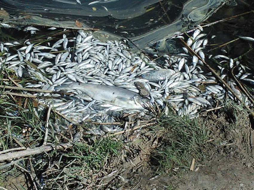 Прокуратура проверяет сообщение о массовой гибели рыбы в Ростове 