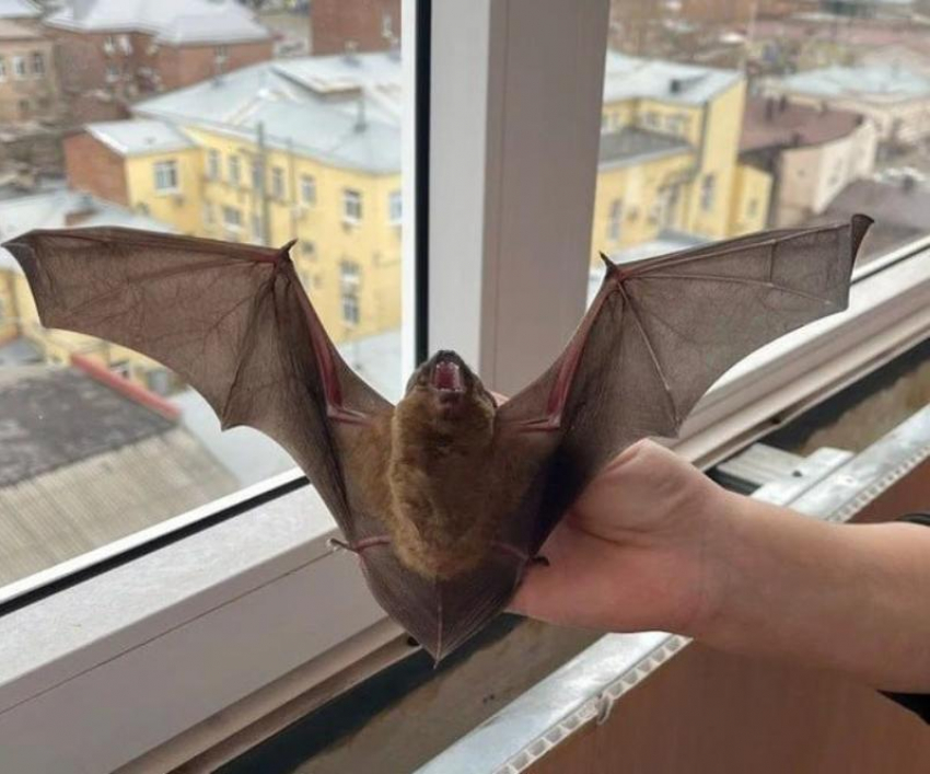 На балконе квартиры в центре Ростова обнаружили более 300 летучих мышей