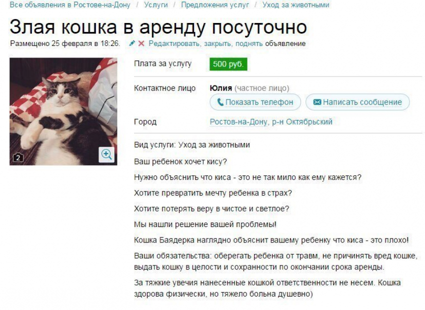 Злую кошку сдают в аренду в Ростове: животное превращает мечту детей в страх