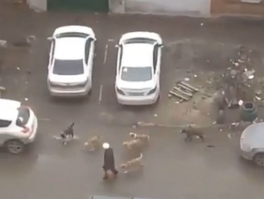 Стая диких псов, клацая зубами, пыталась разорвать старушку прямо в центре Ростова