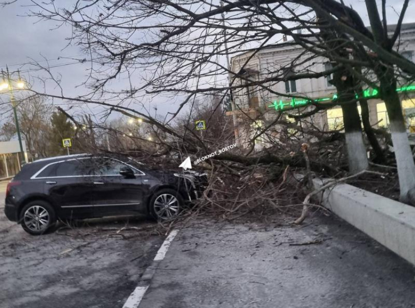 Дерево рухнуло на автомобиль туристов из Ростова у Вознесенского собора в Новочеркасске