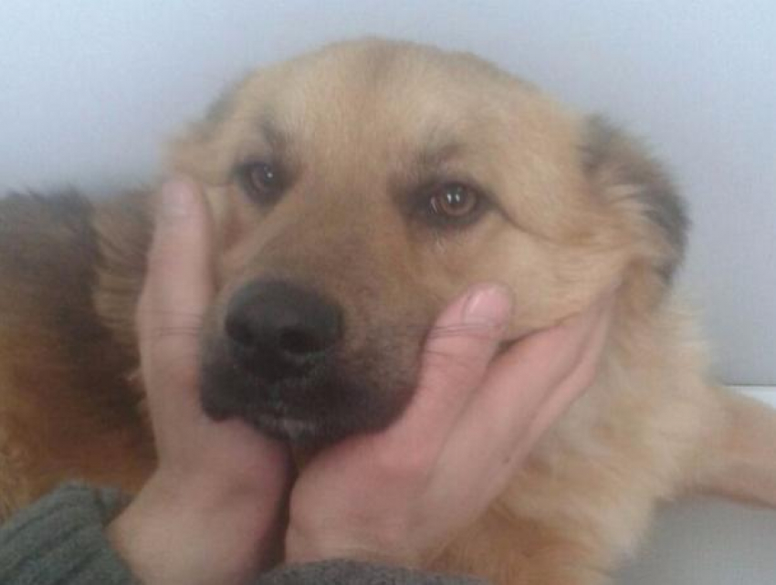 Расстрел бездомных собак и кошек на глазах у детей и взрослых произошел в Ростовской области