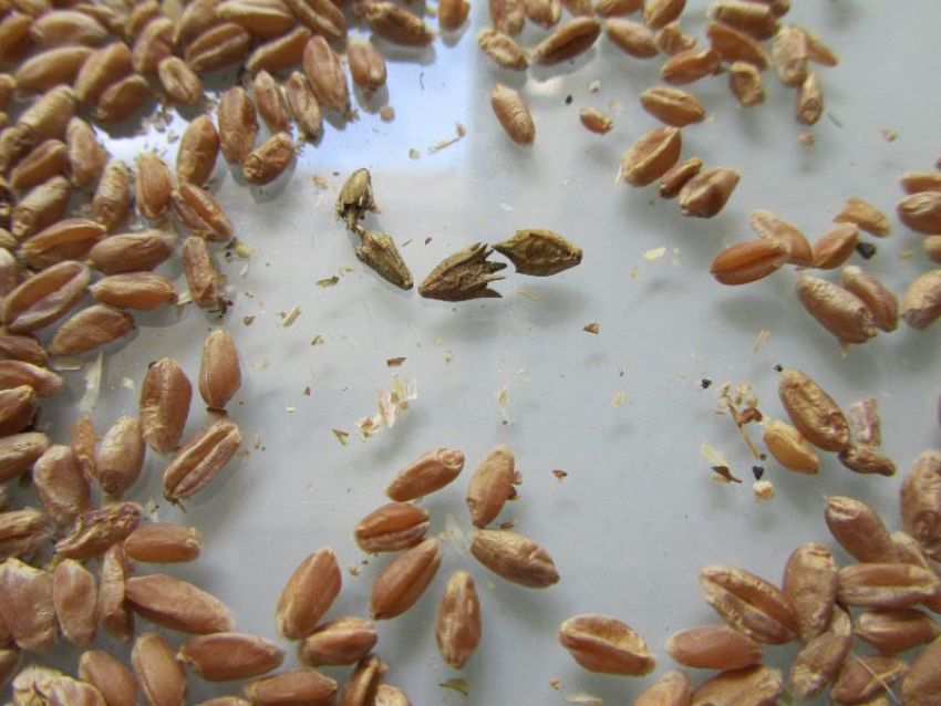 В Ростовской области нашли амброзию в крупной партии пшеницы