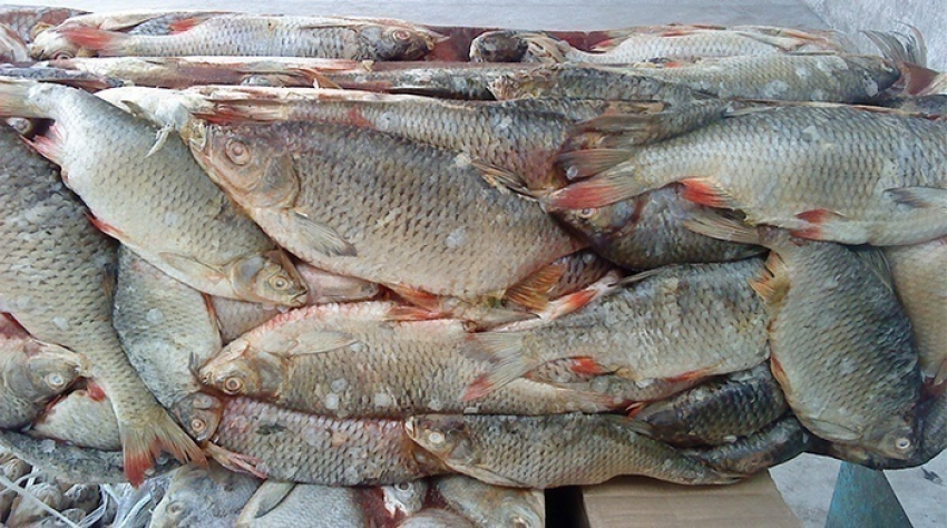 У дончанина изъяли 8 тонн рыбы, которую он готовил к продаже