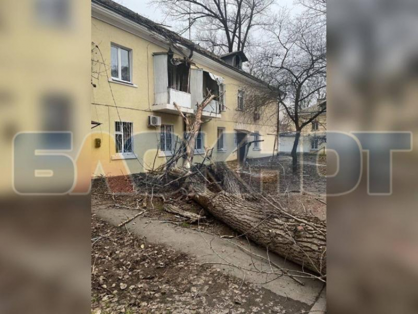 Огромное дерево рухнуло на многоквартирный дом в Ростове