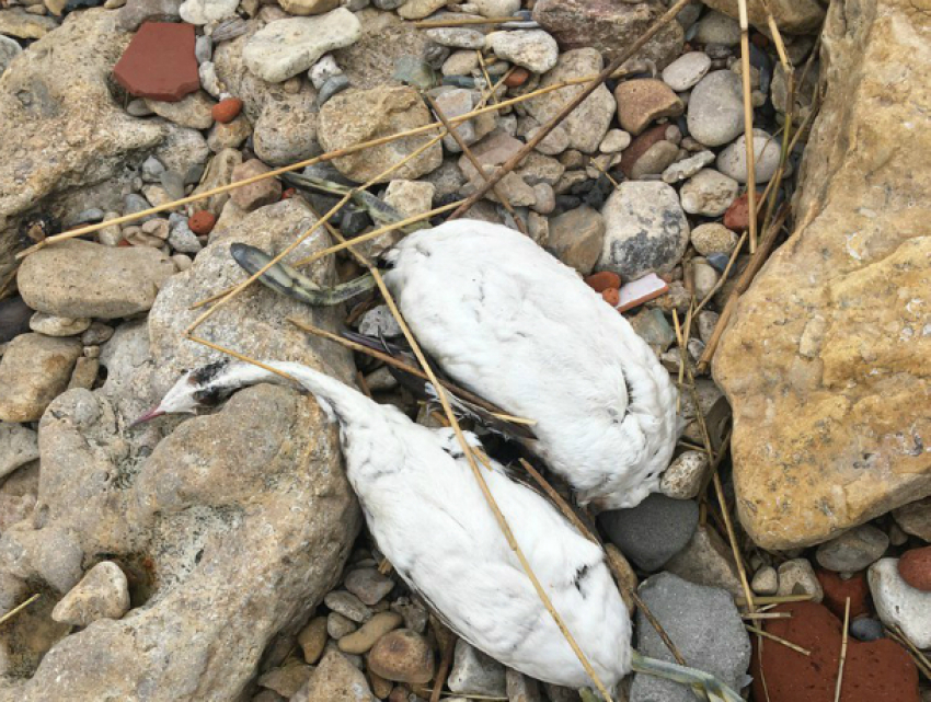 Секрет засыпанного трупами птиц побережья раскрыли чиновники Таганрога