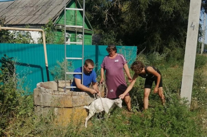 В Ростовской области спасатели достали козленка из 10-метрового колодца