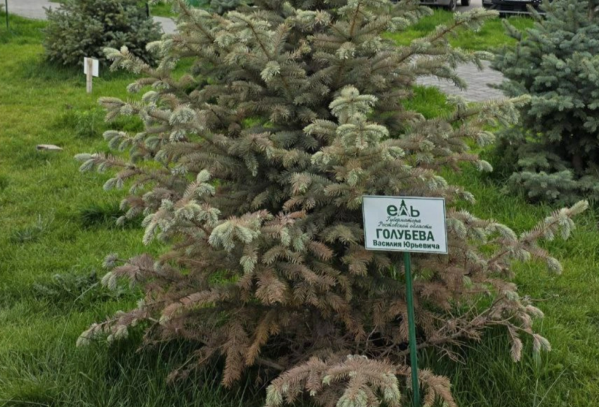 Именное дерево экс-губернатора Голубева засохло через год в Белой Калитве